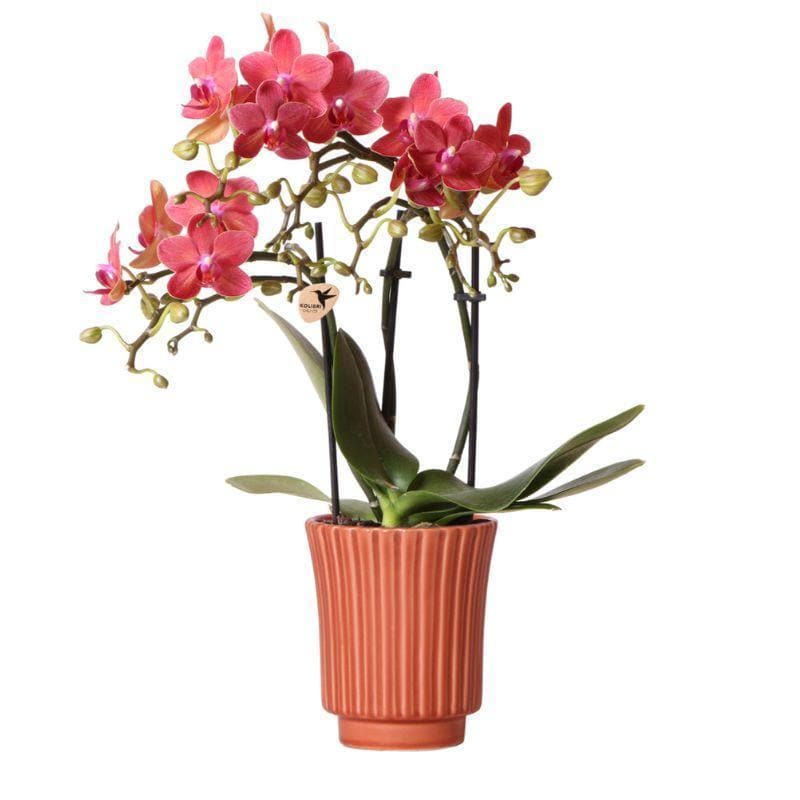 Strahlende Kolibri Orchids | Leidenschaftliche Rote Phalaenopsis Orchidee "Congo" im Terrakotta-Farbigen Retro Topf | Ø9cm - 40cm | Belebende Wohnraumdekoration - grüne-wurzel