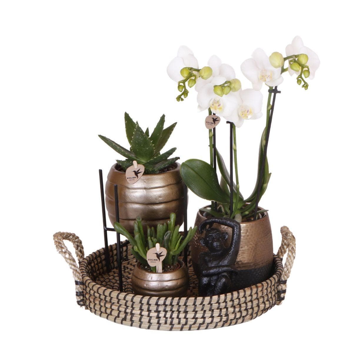 Urban Jungle Kolibri | Weißer Phalaenopsis Orchidee & Sukkulenten Set in Schwarzen Designertöpfen | Ø9cm – Natürliches Wohnflair - grüne-wurzel