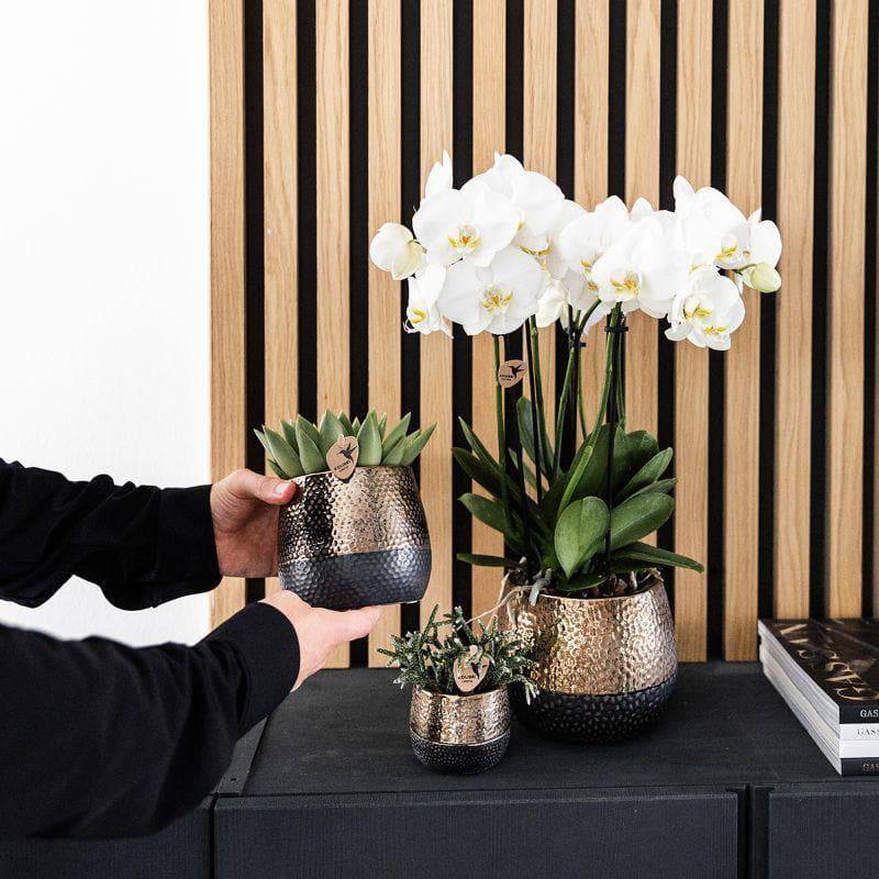 Urban Jungle Kolibri | Weißer Phalaenopsis Orchidee & Sukkulenten Set in Schwarzen Designertöpfen | Ø9cm – Natürliches Wohnflair - grüne-wurzel