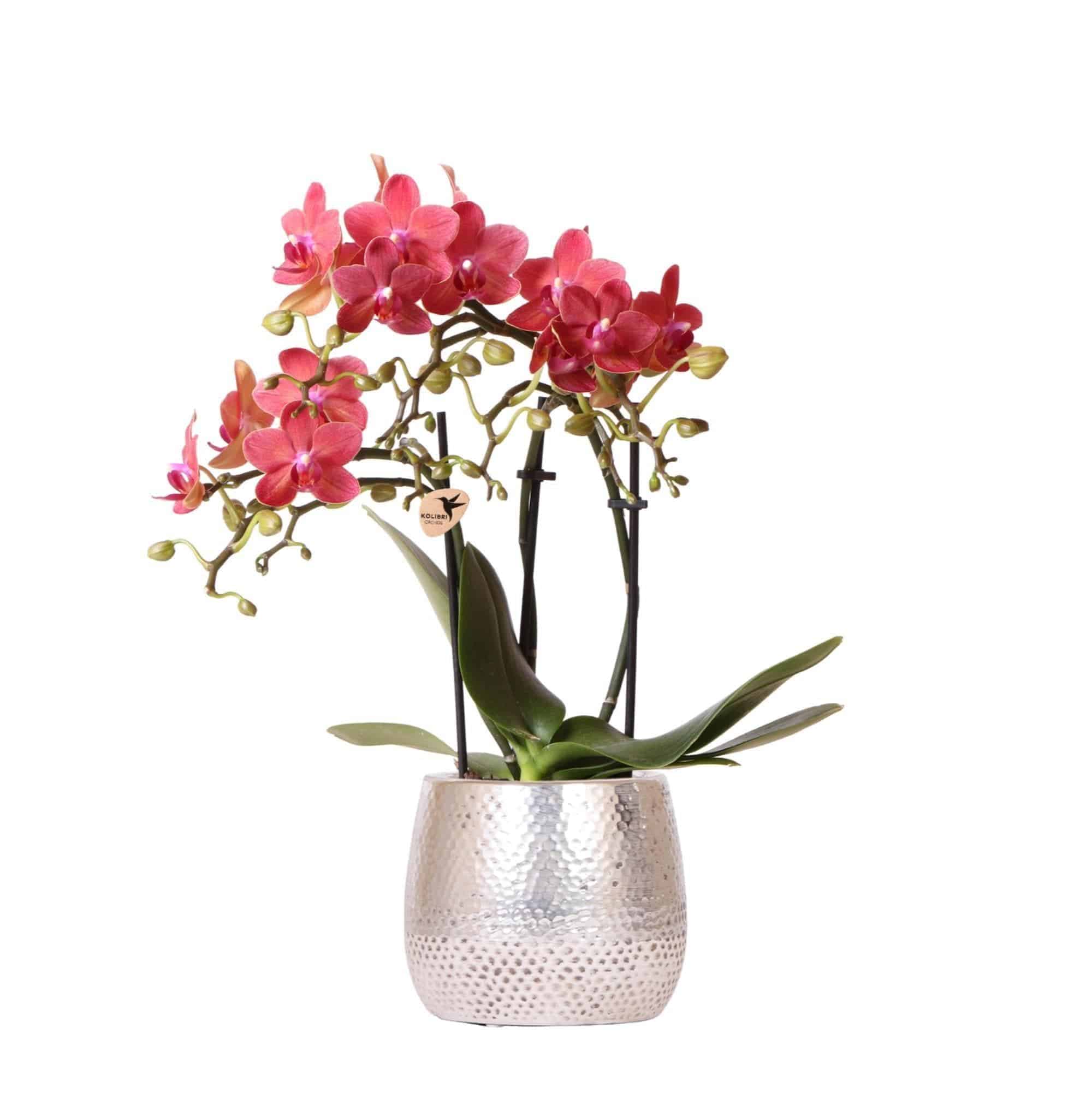 Vibrant Kolibri Orchids | Leuchtend Rote Phalaenopsis Orchidee 