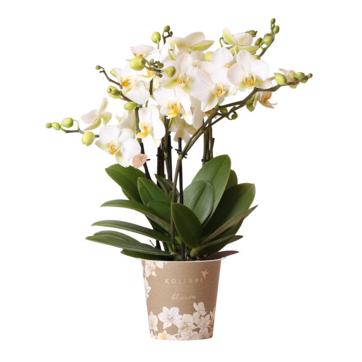 Weiße Phalaenopsis 'Lausanne' Orchidee | Zimmerpflanze - grüne-wurzel