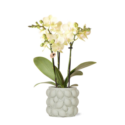 Zarte Kolibri Orchids | Cremegelbe Phalaenopsis-Orchidee "Sonata" im Texturierten Weißton-Topf | Ø9cm - 40cm | Elegante Luftreinigende Zimmerpflanze - grüne-wurzel