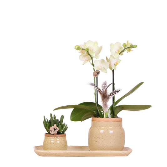 Zen Harmonie Kolibri Orchids | Weiße Phalaenopsis Orchidee & Grünpflanzen Set in Sandfarbenen Töpfen auf Bambustablett | Ø9cm - 40cm | Friedvolle Dekoration - grüne-wurzel