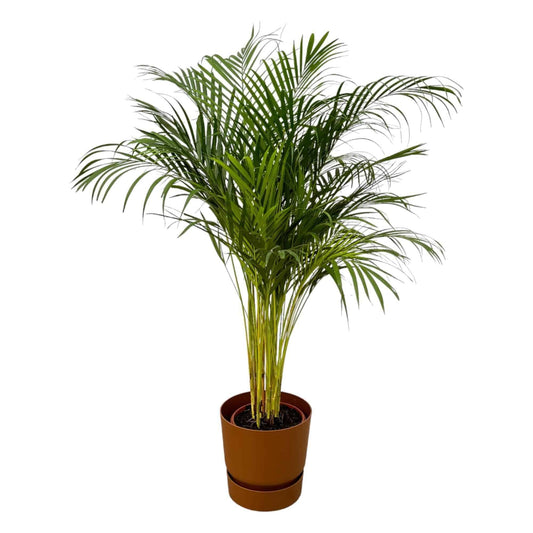 Areca-Palme im Elho Greenville Topf - Eleganz und Luftreinigung | Höhe 130cm, Ø 24cm - grüne-wurzel