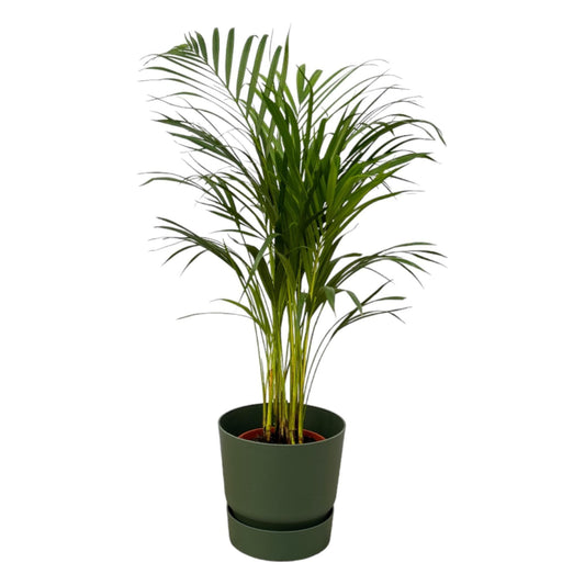 Areca Palme im Elho Greenville Topf - Grünes Wohnambiente | Höhe 85 cm, Ø 19 cm - grüne-wurzel