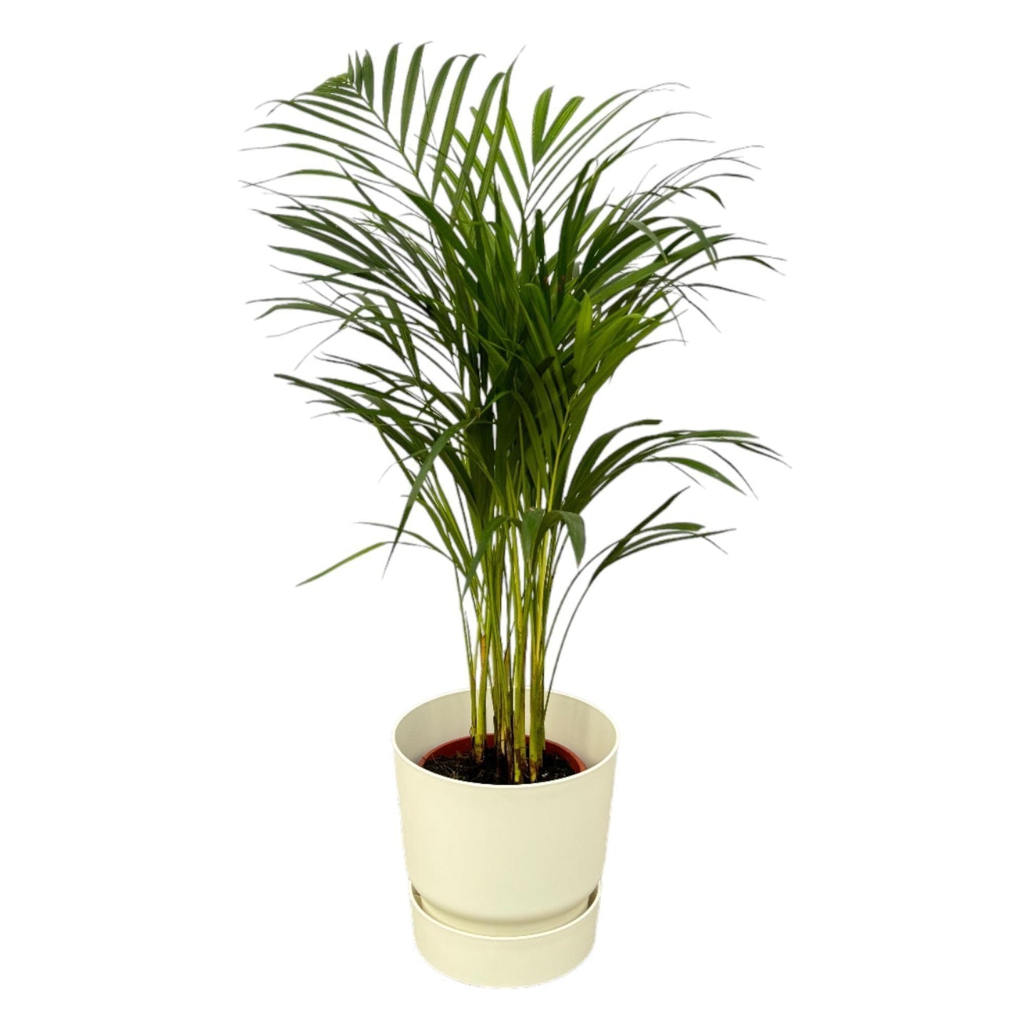 Areca Palme im Elho Greenville Topf - Höhe 85 cm, Durchmesser 19 cm | Modernes Wohnambiente - grüne-wurzel