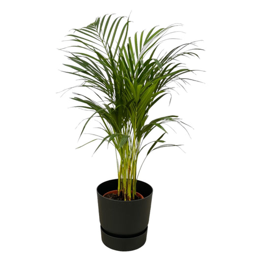 Areca Palme im Elho Greenville Topf - Höhe 85 cm, Durchmesser 19 cm | Modernes Wohnambiente - grüne-wurzel