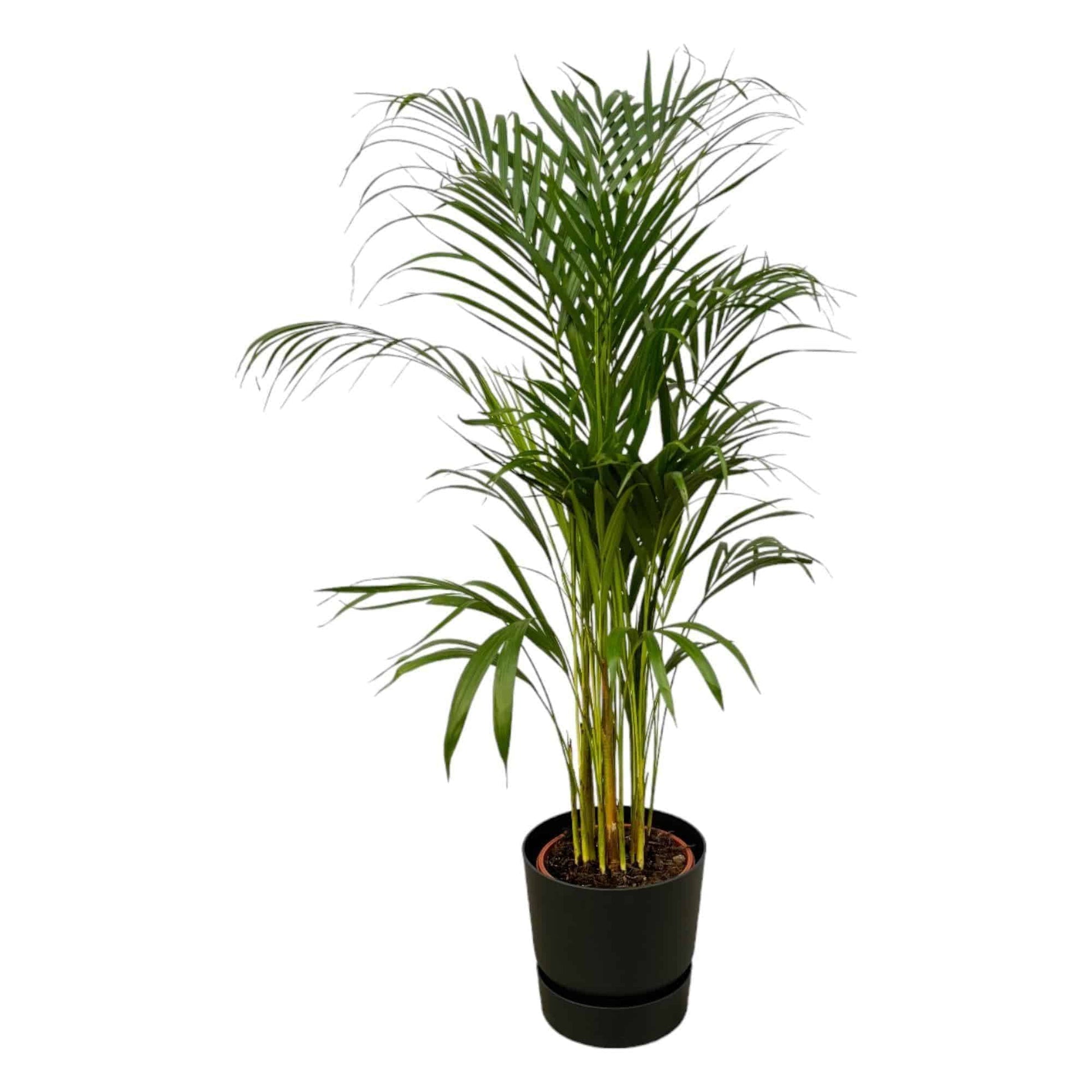 Areca Palme im Elho Greenville Topf - Luftreinigend und stilvoll | Höhe 110cm, Ø 21cm - grüne-wurzel