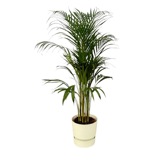 Areca Palme im Elho Greenville Topf - Luftreinigendes Grün trifft stilvolles Weiß | Höhe 110cm, Ø 21cm - grüne-wurzel