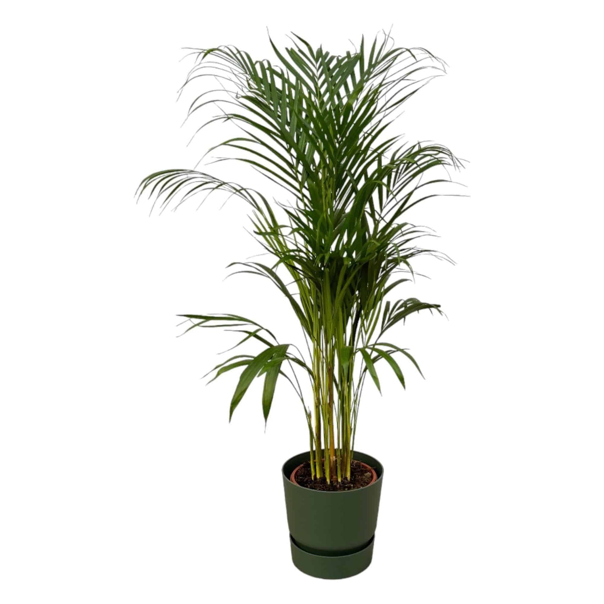 Areca Palme im Elho Greenville Topf - Natur trifft Moderne | Höhe 110cm, Ø 21cm - grüne-wurzel