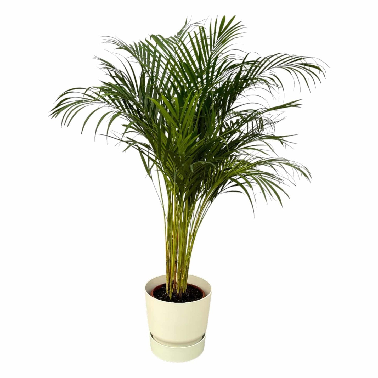 Areca Palme im Elho Greenville Topf - Natürlich & Modern | Höhe 130cm, Ø 24cm - grüne-wurzel