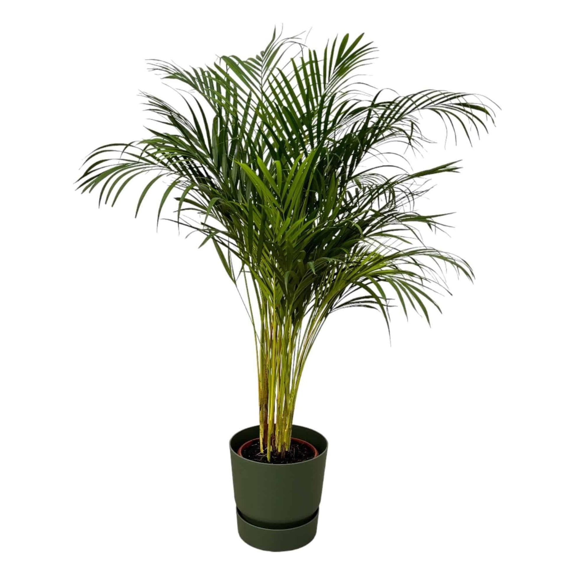 Areca-Palme im Elho Greenville Topf - Natürlich & Stilvoll | Höhe 130cm, Ø 24cm - grüne-wurzel