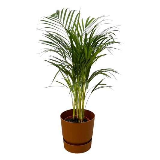 Areca-Palme im Elho Greenville Topf - Natürlich & Stilvoll | Höhe 85cm, Ø 19cm - grüne-wurzel