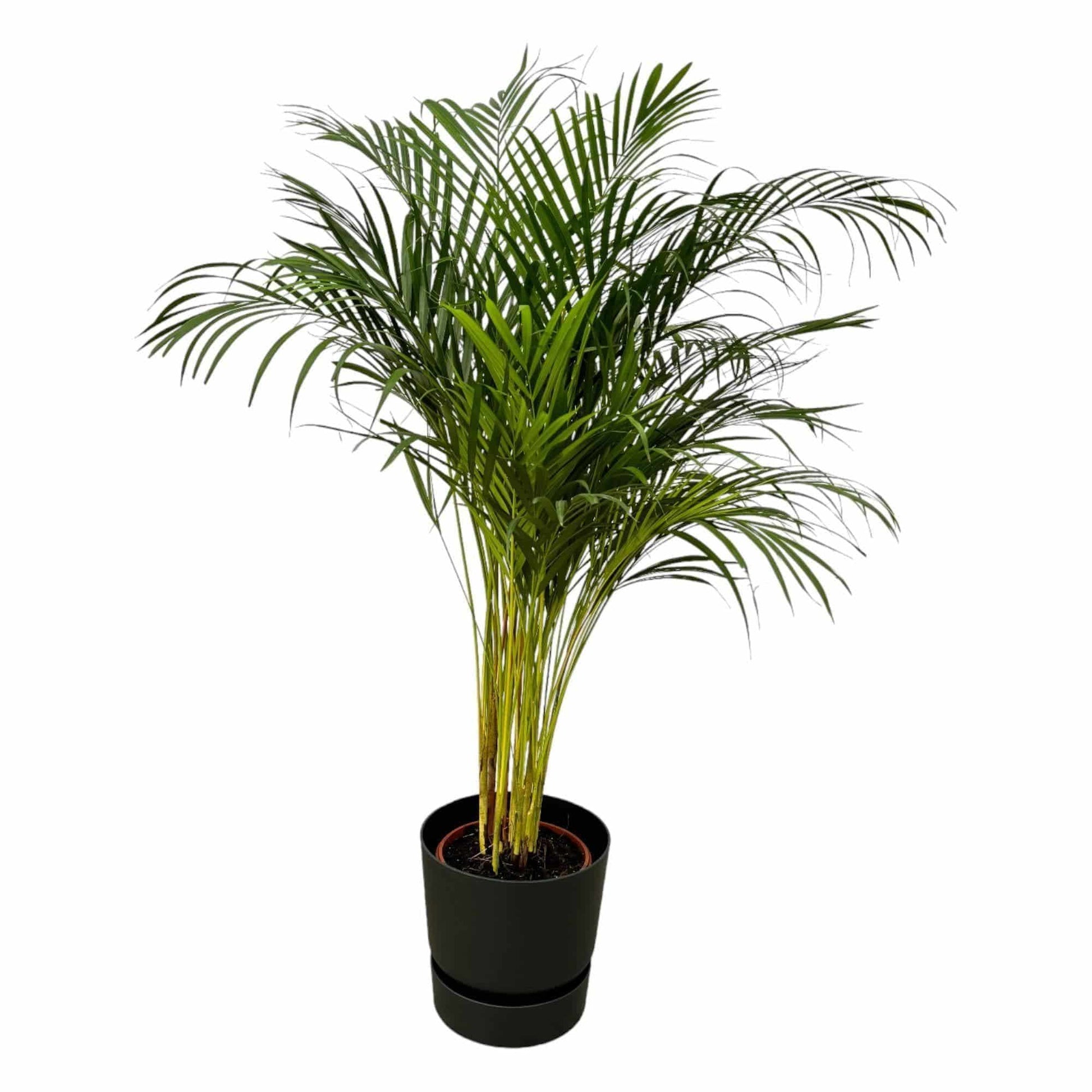 Areca Palme im Elho Greenville Topf - Stilvoll & Modern | Höhe 130cm, Ø 24cm - grüne-wurzel