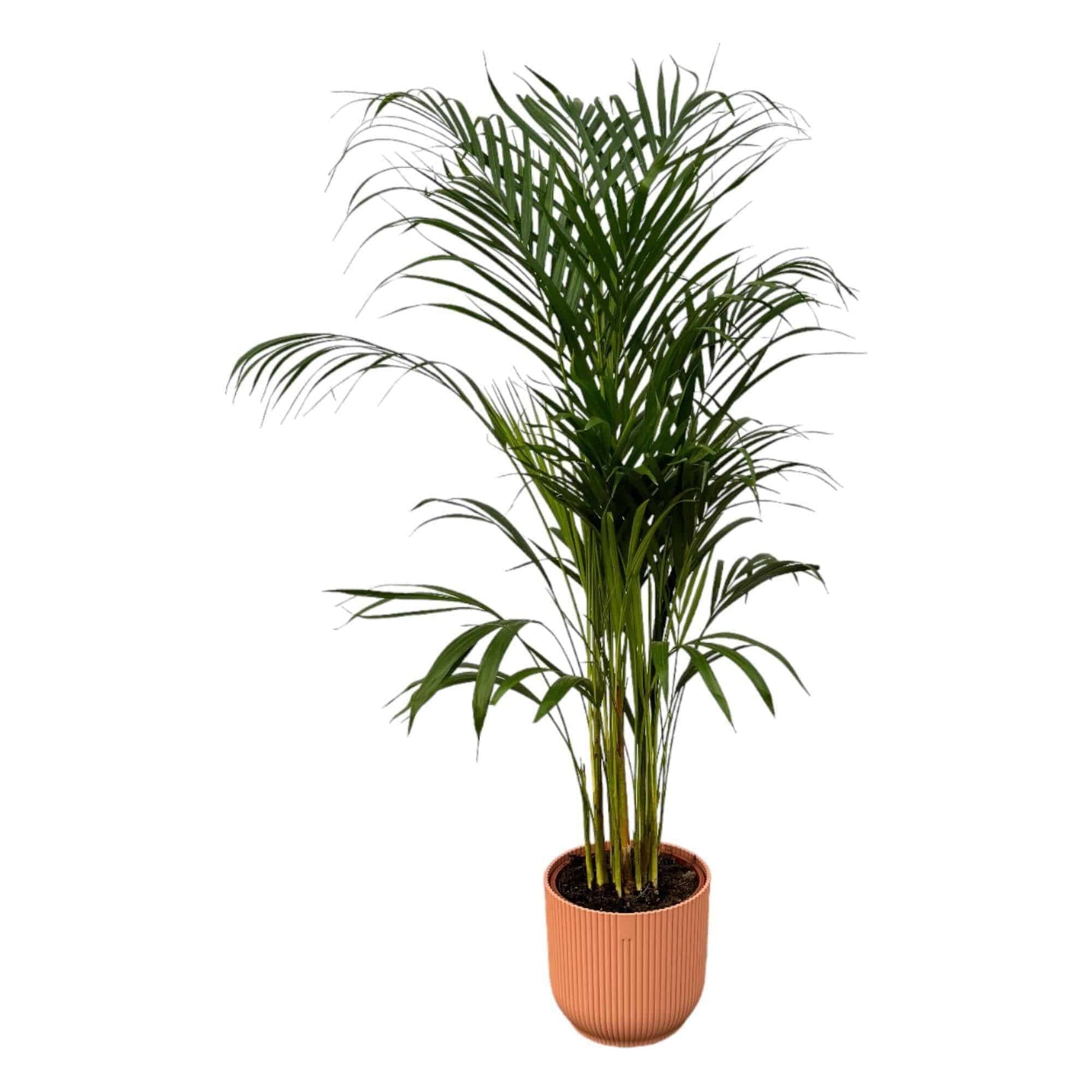 Areca-Palme im Elho Vibes Fold Topf - Elegantes Grün | Höhe 110cm, Ø 21cm - grüne-wurzel