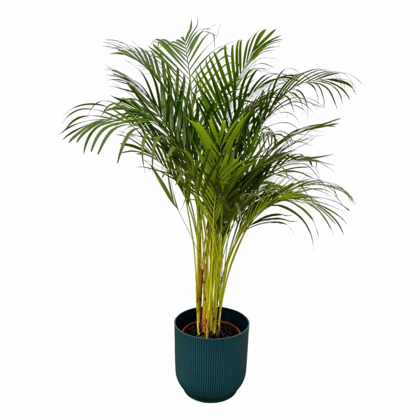 Areca Palme im Elho Vibes Fold Topf - Eleganz & Frische | Höhe 130cm, Ø 24cm - grüne-wurzel