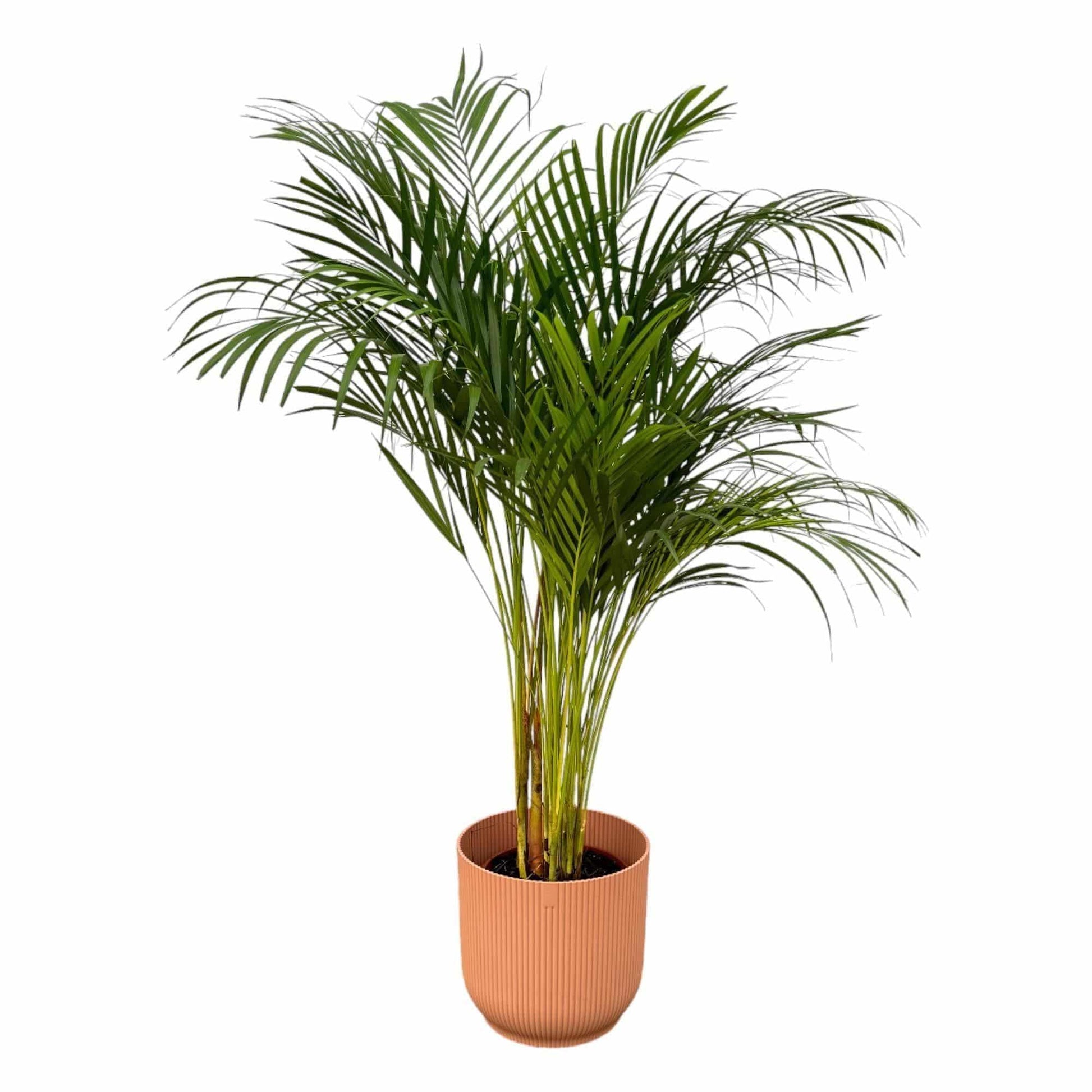 Areca Palme im Elho Vibes Fold Topf - Eleganz & Frische | Höhe 130cm, Ø 24cm - grüne-wurzel