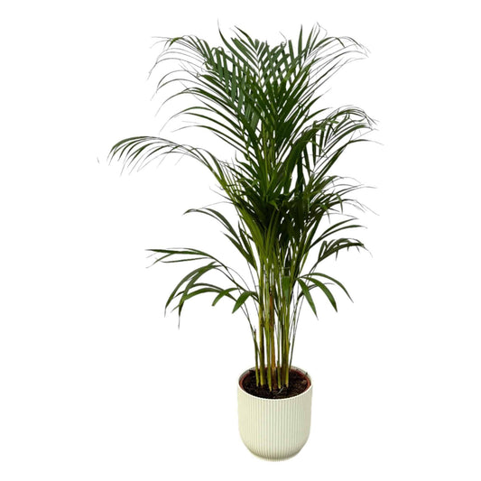 Areca-Palme im Elho Vibes Fold Topf - Eleganz und Luftreinigung | Höhe 110cm, Ø 21cm - grüne-wurzel