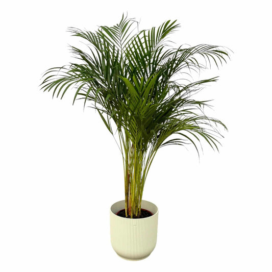 Areca Palme im Elho Vibes Fold Topf - Frische Luft & Stil | Höhe 130cm, Ø 24cm - grüne-wurzel