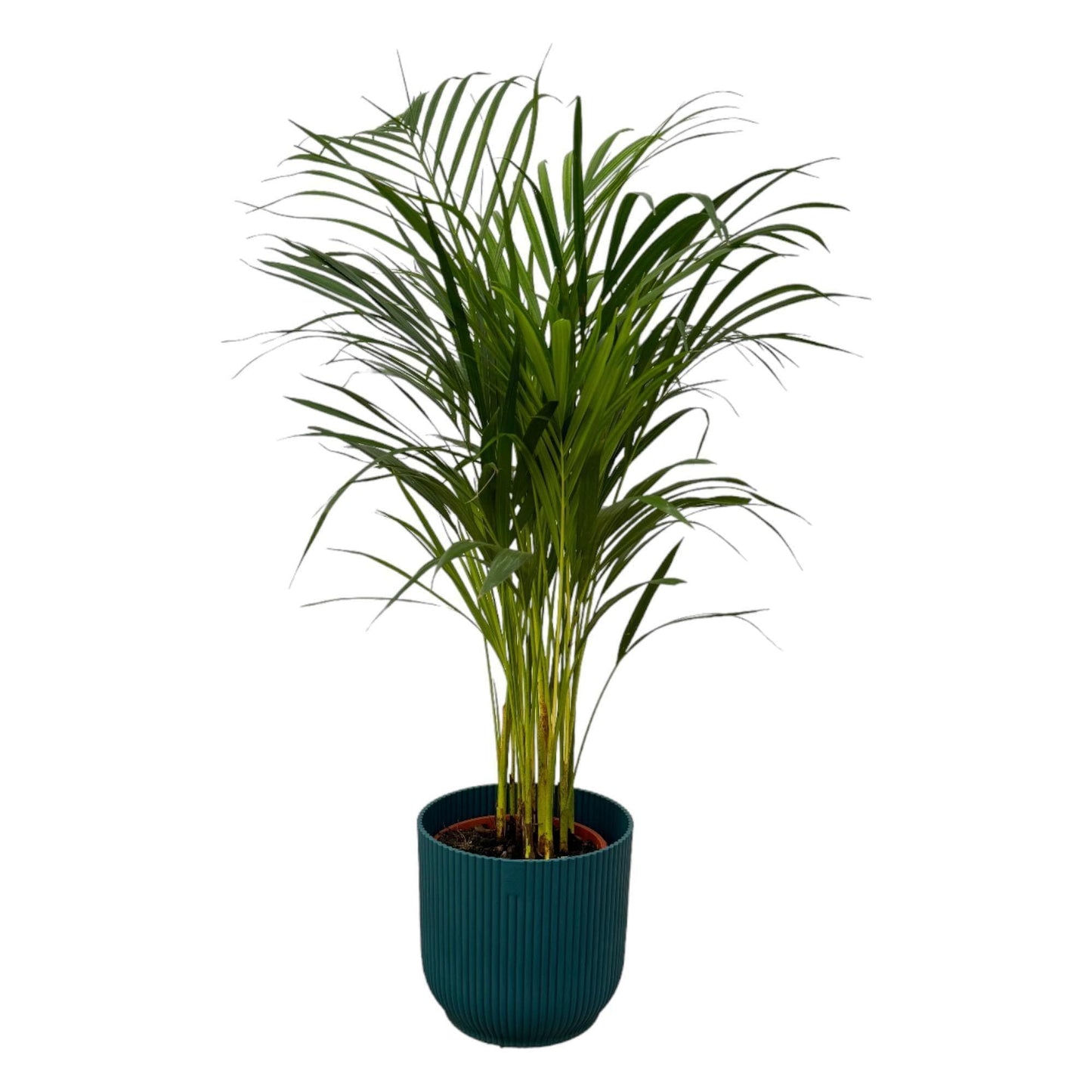 Areca-Palme im Elho Vibes Fold Topf - Höhe 85 cm, Durchmesser 19 cm | Modernes Wohnambiente - grüne-wurzel