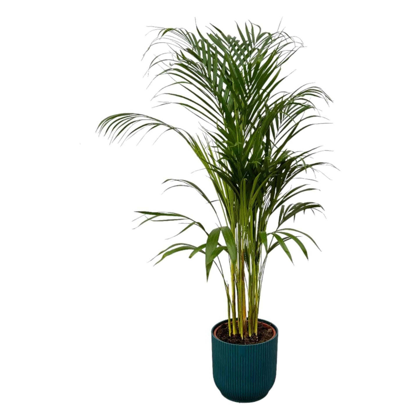 Areca Palme im Elho Vibes Fold Topf - Tropisches Flair | Höhe 110cm, Ø 21cm - grüne-wurzel