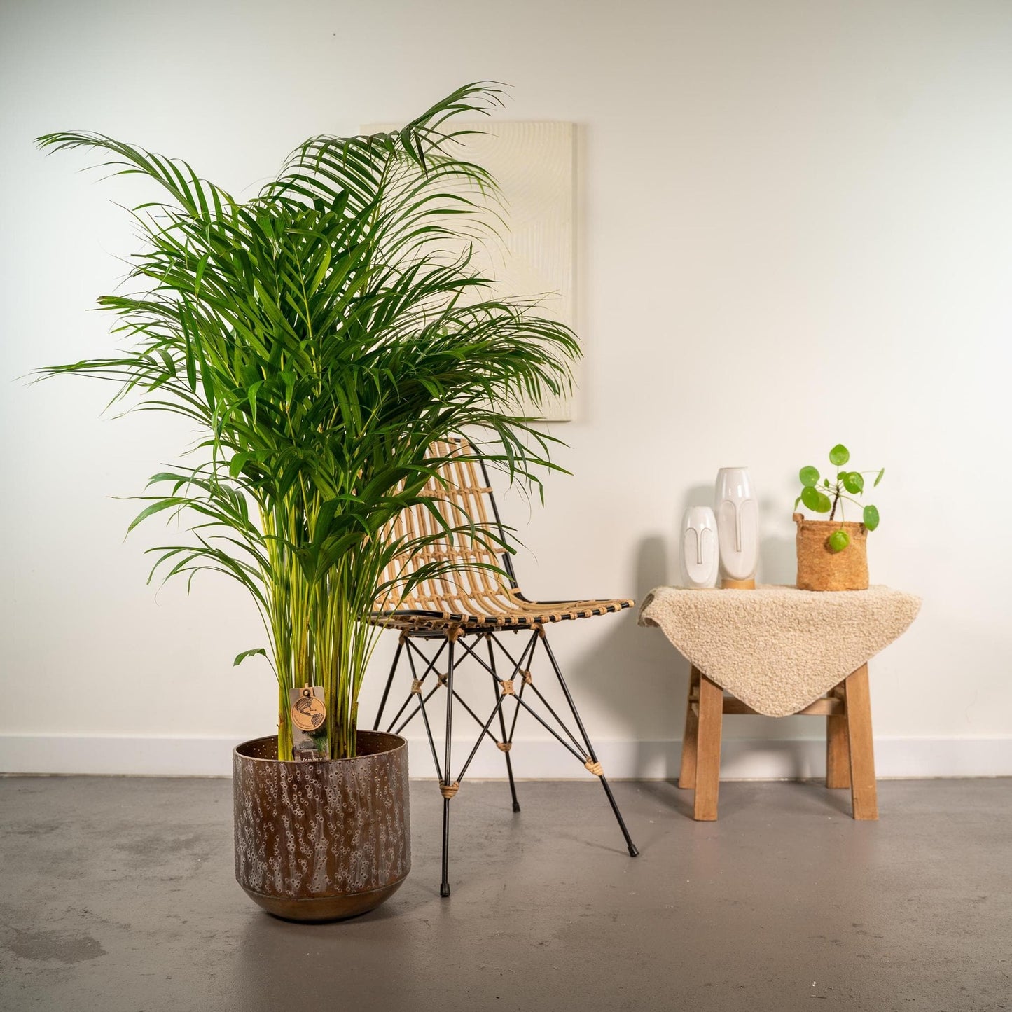 Areca Palme in Rustikalem Topf - Höhe 130 cm - Durchmesser 24 cm - grüne-wurzel