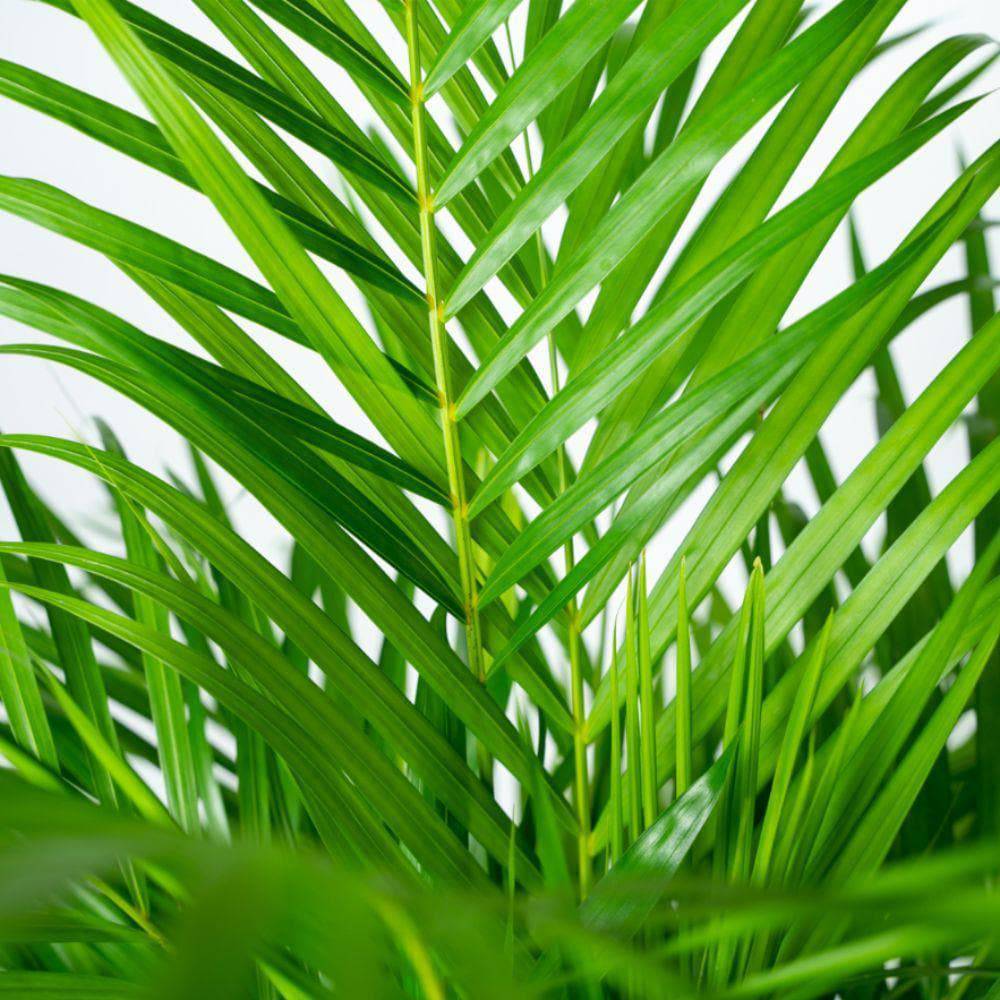 Areca Palme in Rustikalem Topf - Höhe 130 cm - Durchmesser 24 cm - grüne-wurzel