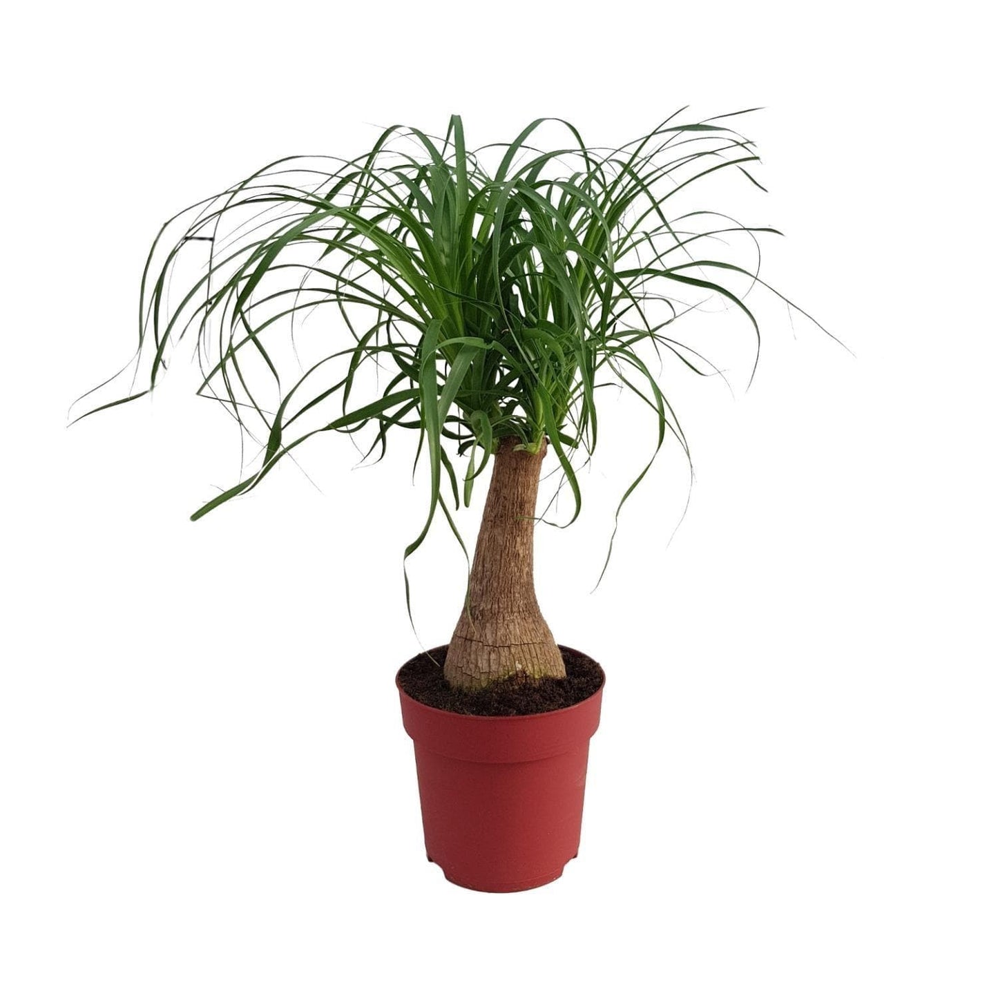 Beaucarnea Recurvata 'Maya Palm' – Stilvolle Zimmerpflanze im Topf Ø19cm, Höhe 70cm - grüne-wurzel