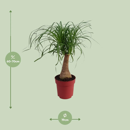 Beaucarnea Recurvata 'Maya Palm' – Stilvolle Zimmerpflanze im Topf Ø19cm, Höhe 70cm - grüne-wurzel