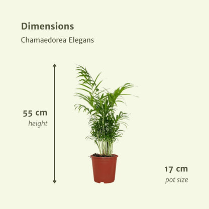 Chamaedorea Elegans Set - Mexikanische Bergpalme Zwei Stück Ø17cm Höhe 55cm - grüne-wurzel