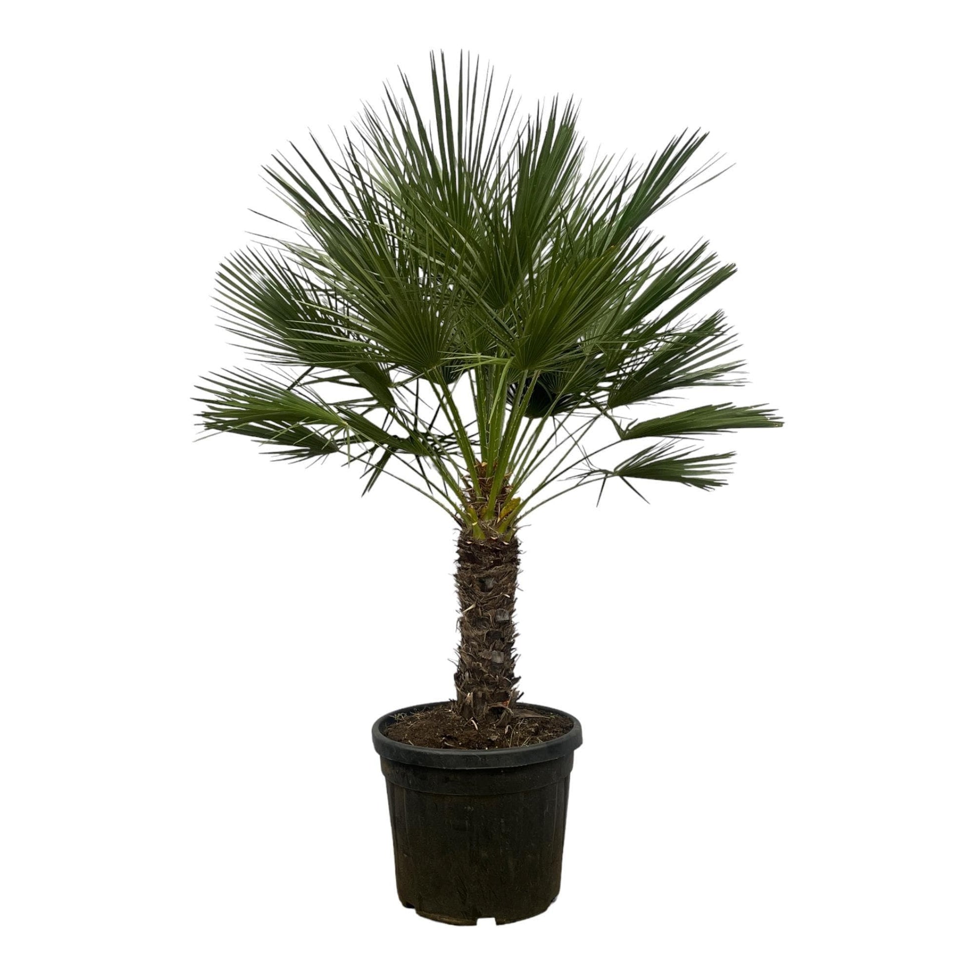 Chamaerops Humilis op stam - 180 cm - Ø45cm - grüne-wurzel