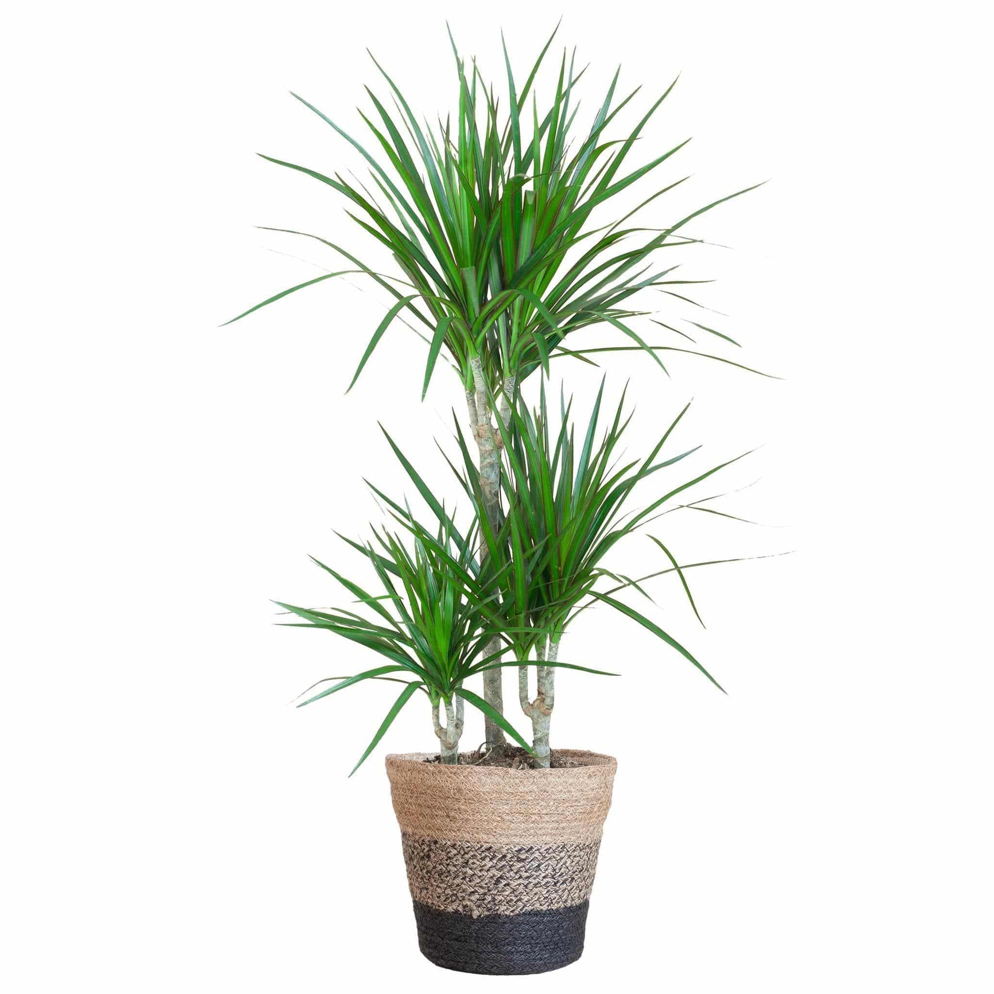 Dracaena Marginata im Lissabon Schwarz Korb Ø21cm - Höhe 95cm - grüne-wurzel