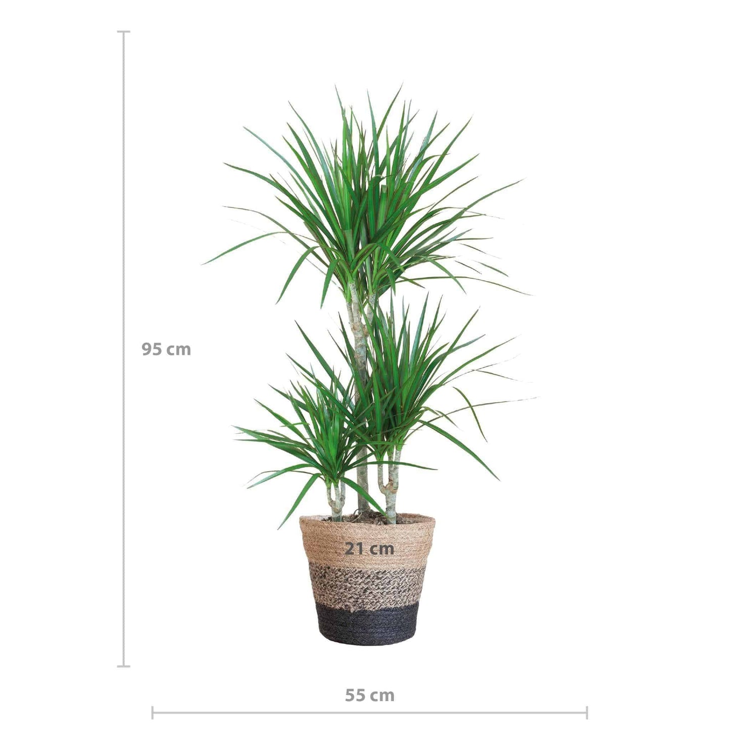 Dracaena Marginata im Lissabon Schwarz Korb Ø21cm - Höhe 95cm - grüne-wurzel