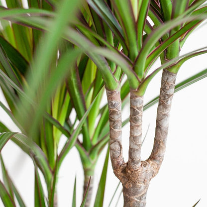 Dracaena Marginata im Lissabon Schwarz Korb Ø21cm - Höhe 95cm - grüne-wurzel