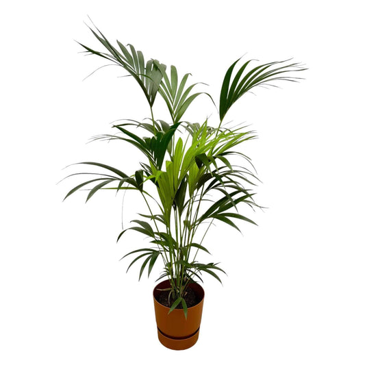 Kentia-Palme im Elho Greenville Runden Topf Braun Ø24cm - Höhe 160cm - grüne-wurzel