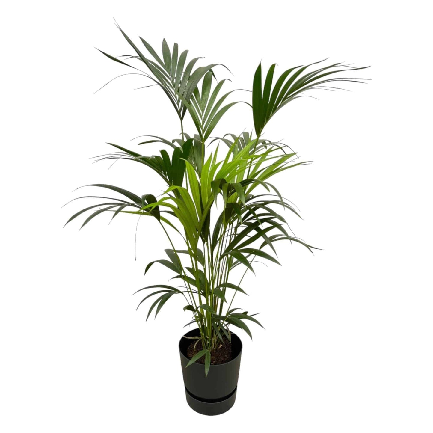 Kentia-Palme im Elho Greenville Runden Topf Schwarz Ø30cm - Höhe 160cm - grüne-wurzel