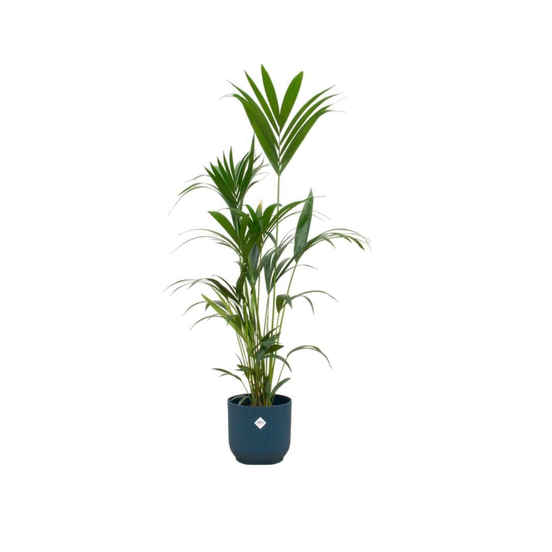 Kentia Palme im Elho Vibes Fold Runden Topf Blau Ø30cm - Höhe 160cm - grüne-wurzel