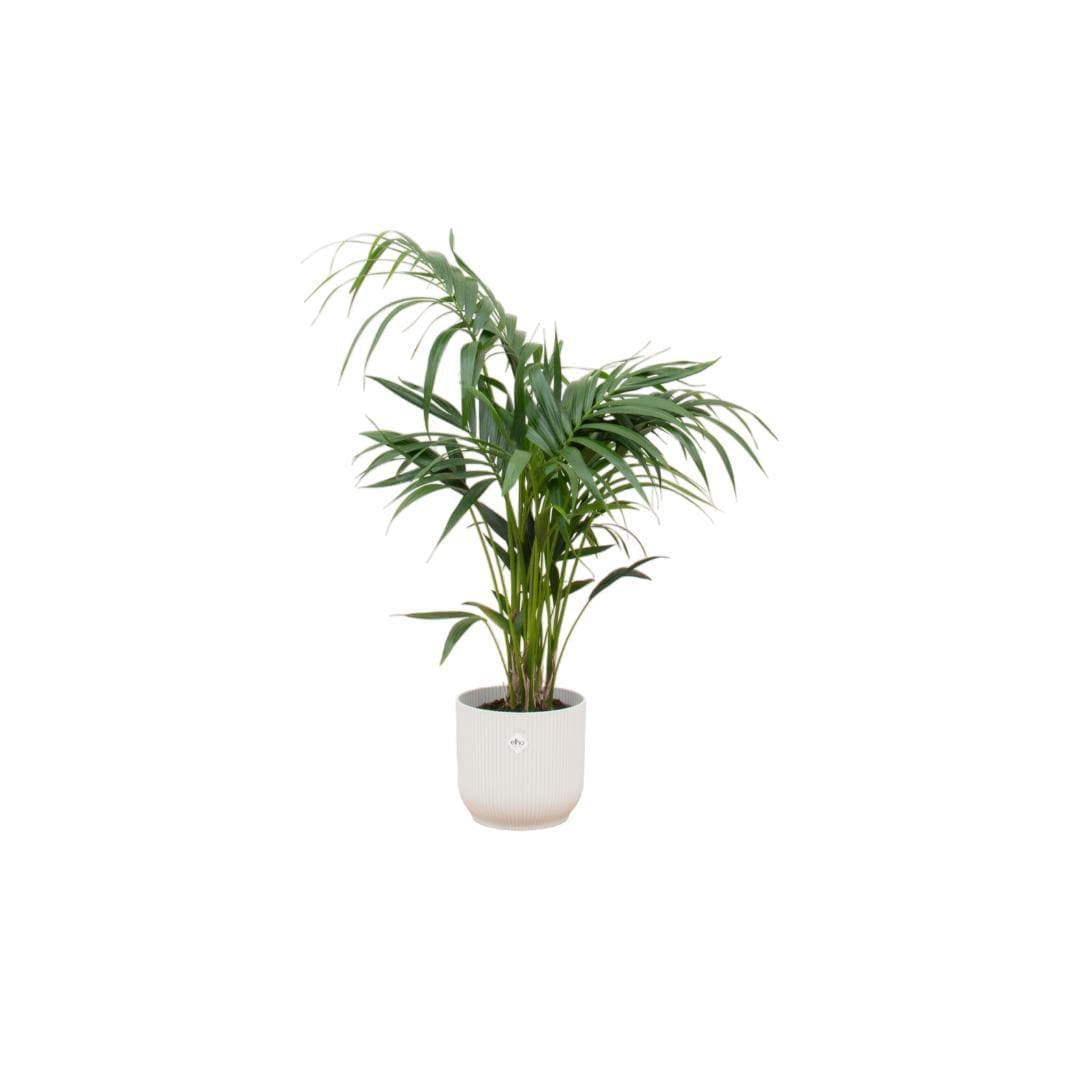 Kentia-Palme im Elho Vibes Fold Runden Topf Weiß Ø25cm - Höhe 130cm - grüne-wurzel