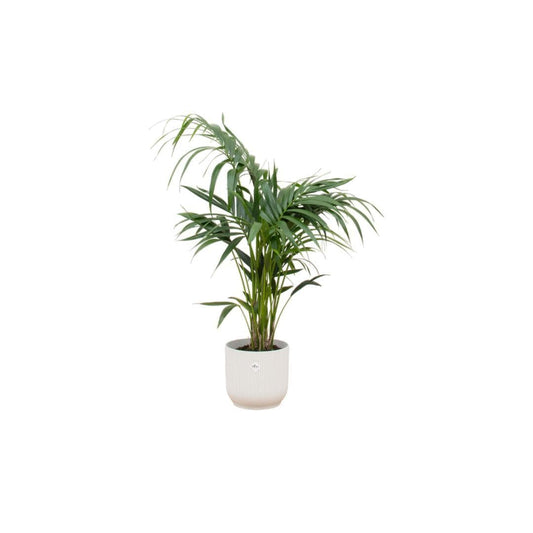 Kentia-Palme im Elho Vibes Fold Runden Topf Weiß Ø25cm - Höhe 130cm - grüne-wurzel