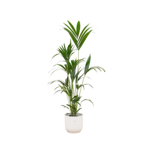 Kentia Palme im Elho Vibes Fold Runden Topf Weiß Ø30cm - Höhe 160cm - grüne-wurzel