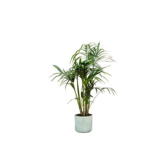 Kentia-Palme in Elho Ocean Round Topf Pazifikgrün Ø22cm - Höhe 130cm - grüne-wurzel