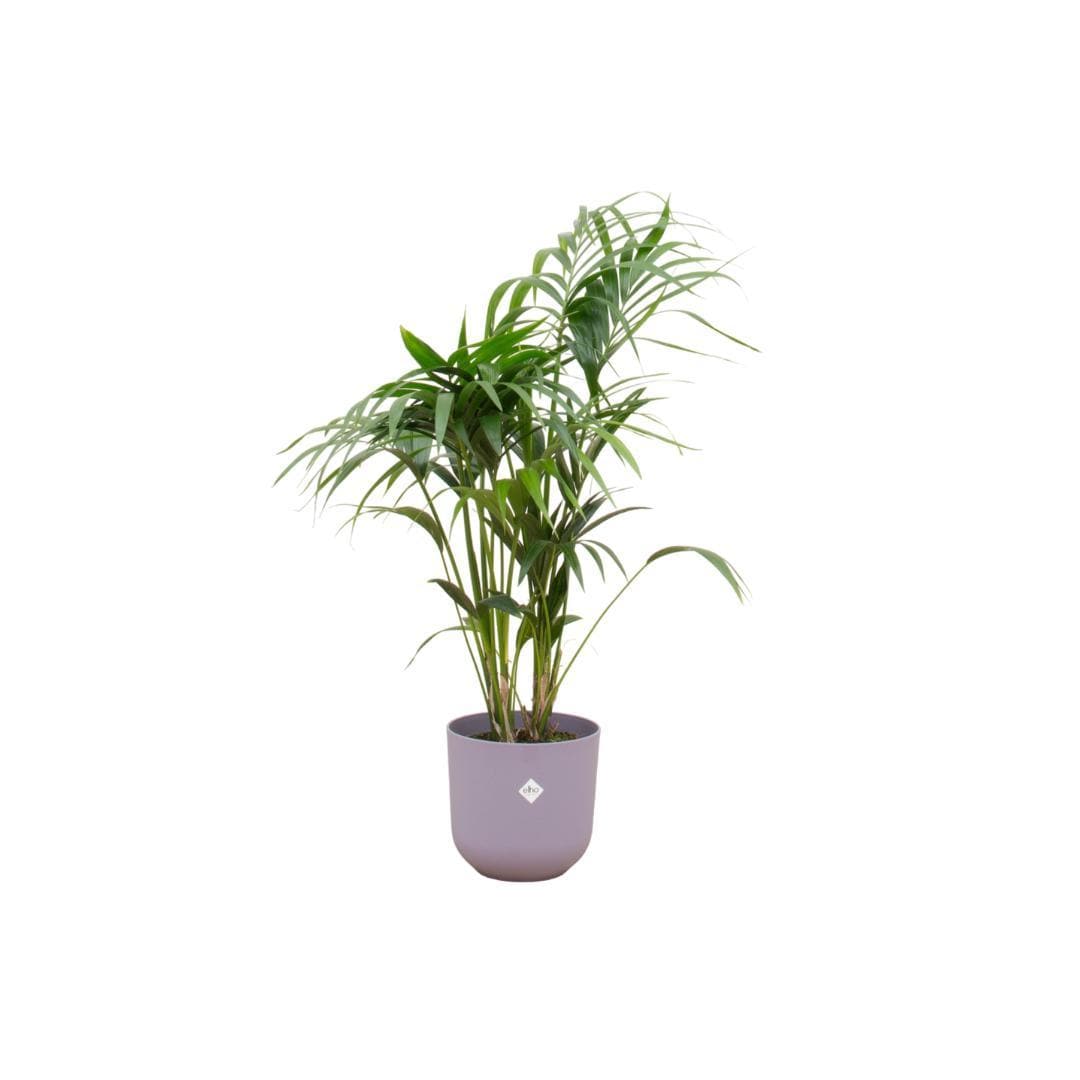 Kentia-Palme mit Elho Jazz Round Topf Lila Ø26 cm - Höhe 130 cm - grüne-wurzel