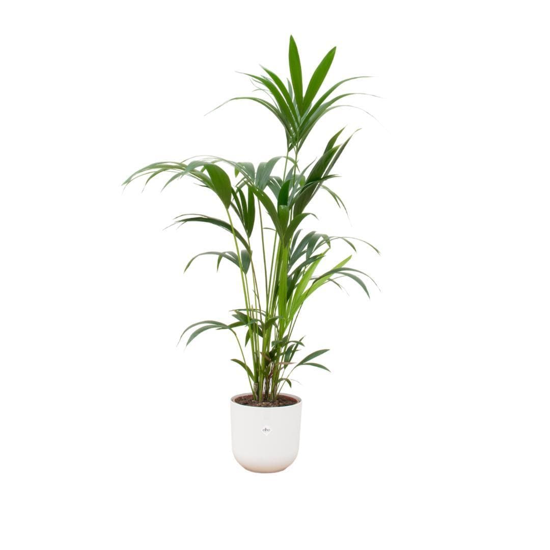 Kentia-Palme mit Elho Jazz Round Topf Weiß Ø26 cm - Höhe 160 cm - grüne-wurzel