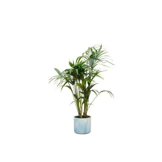 Kentia-Palme mit Elho Ocean Round Topf Atlantikblau Ø22 cm - Höhe 130 cm - grüne-wurzel