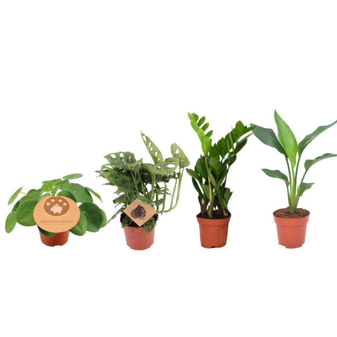 Musthave Pflanzenbox - 4er Set Zimmerpflanzen - Ø12cm - ↕20-40cm - Monstera deliciosa - Strelitzia reginae - Zamioculcas zamiifolia - Pilea peperomioides - grüne-wurzel