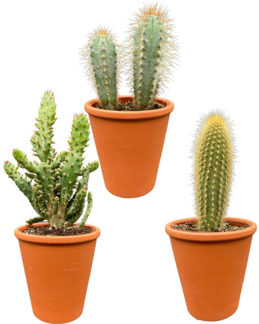 Authentischer Kaktus Trio-Mix in Terracotta-Töpfen – Pilosocereus Azureus, Opuntia Monacantha, Pilosocereus Chrysostele – Ø9.5 cm, Höhe 15-20 cm - grüne-wurzel