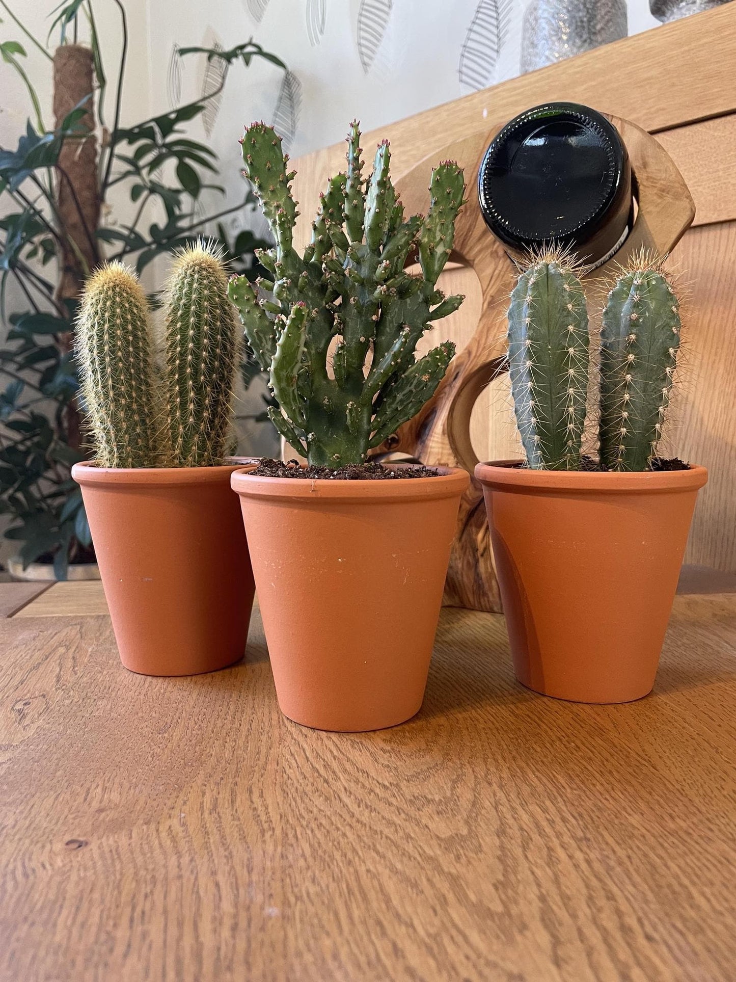 Authentischer Kaktus Trio-Mix in Terracotta-Töpfen – Pilosocereus Azureus, Opuntia Monacantha, Pilosocereus Chrysostele – Ø9.5 cm, Höhe 15-20 cm - grüne-wurzel