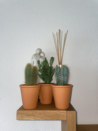 Authentischer Kaktus Trio-Mix in Terracotta-Töpfen – Pilosocereus Azureus, Opuntia Monacantha, Pilosocereus Chrysostele – Ø9.5 cm, Höhe 15-20 cm - grüne-wurzel