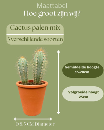 Authentischer Kaktus Trio-Mix in Terracotta-Töpfen – Pilosocereus Azureus, Opuntia Monacantha, Pilosocereus Chrysostele – Ø9.5 cm, Höhe 15-20 cm - grüne-wurzel