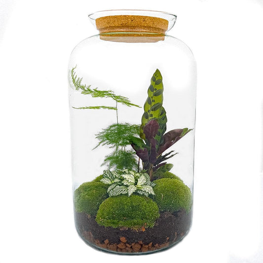 Botanischer Flaschengarten 'Sven XL' - Elegantes Terrarium mit Korkdeckel und Pflanzenensemble - 43 cm Höhe Pflegeleichte Pflanze - grüne-wurzel